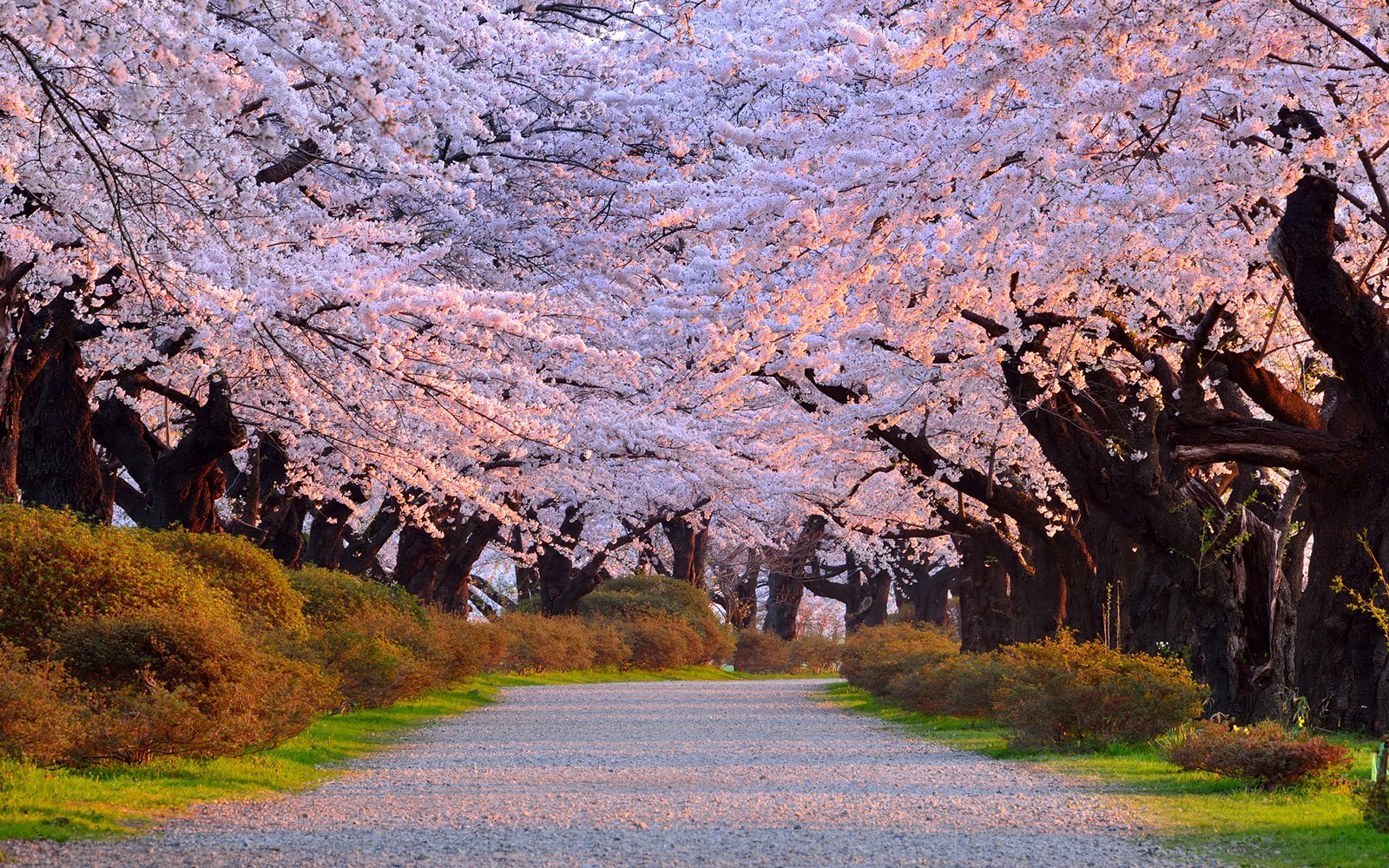 🌸 기타카미 시립공원 텐쇼치 이미지 9